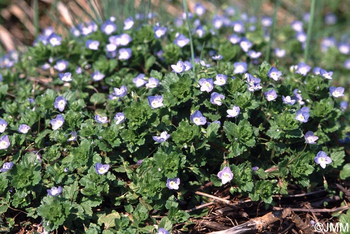 Veronica persica