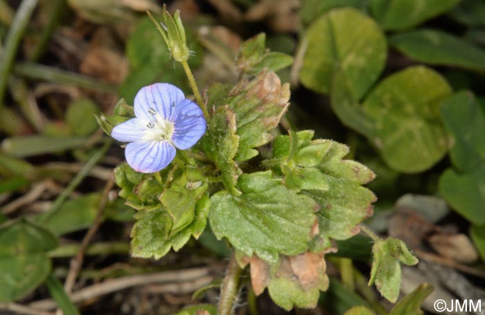 Veronica persica