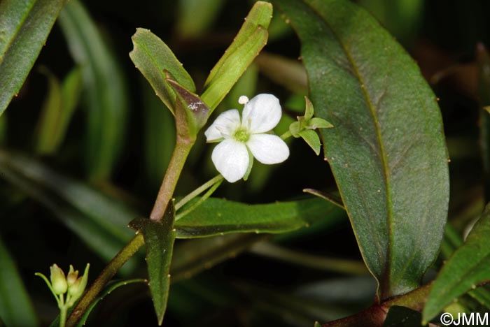 Veronica scutellata