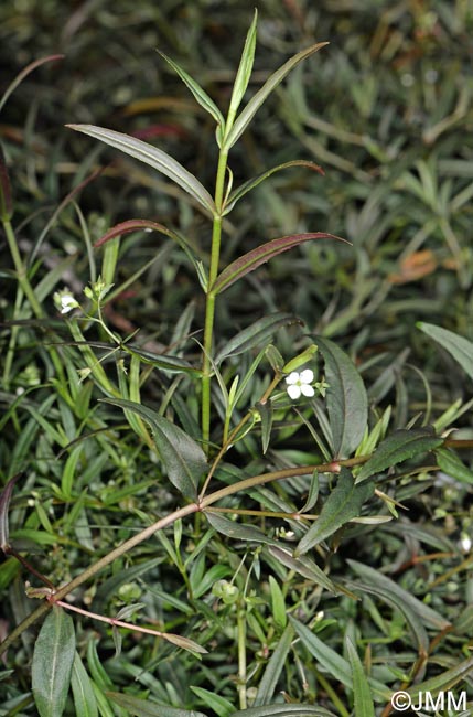 Veronica scutellata