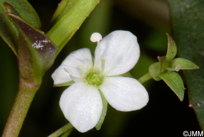 Veronica scutellata