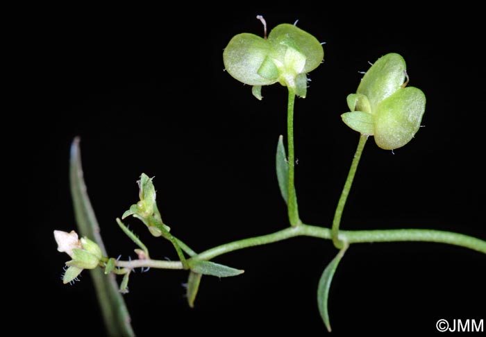 Veronica scutellata