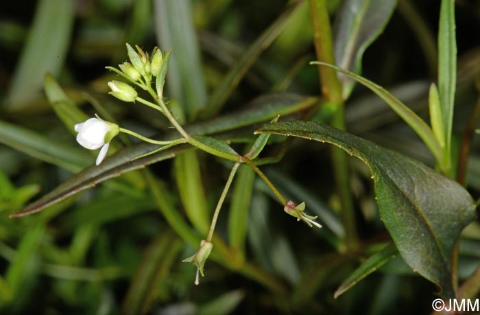 Veronica scutellata