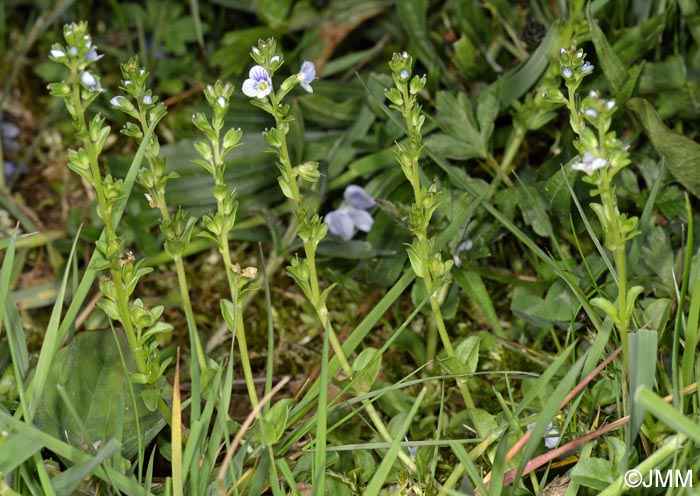 Veronica serpyllifolia subsp. serpyllifolia