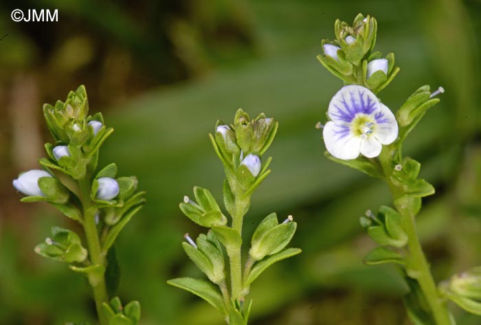 Veronica serpyllifolia subsp. serpyllifolia