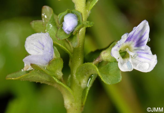 Veronica serpyllifolia subsp. serpyllifolia