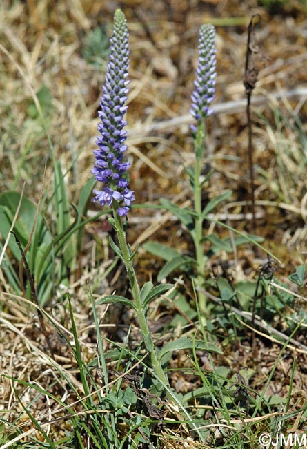 Veronica spicata