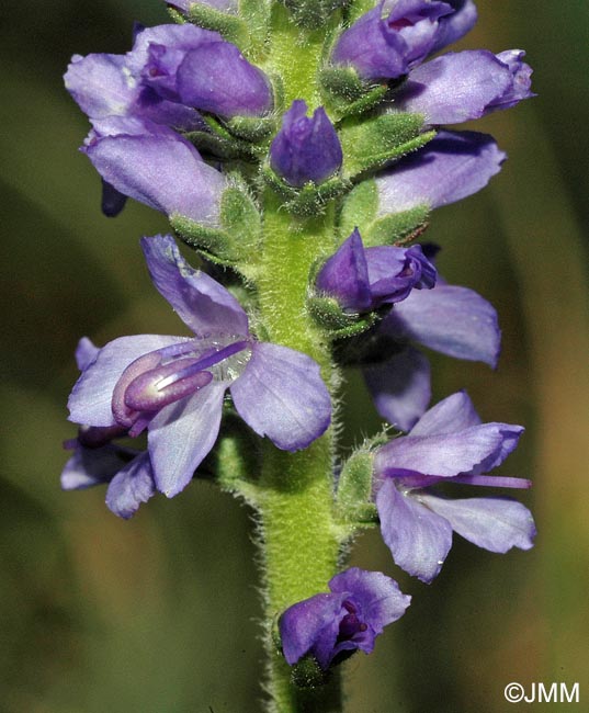 Veronica spicata