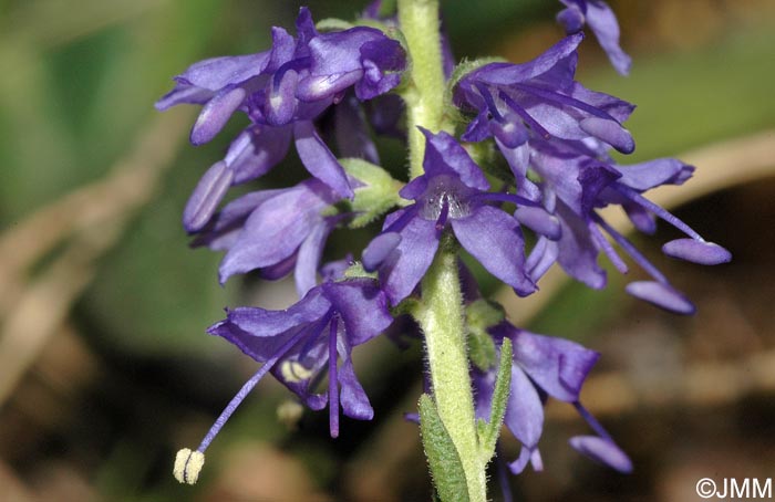 Veronica spicata