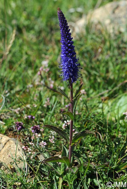 Veronica spicata