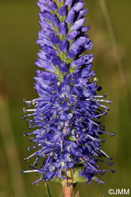 Veronica spicata