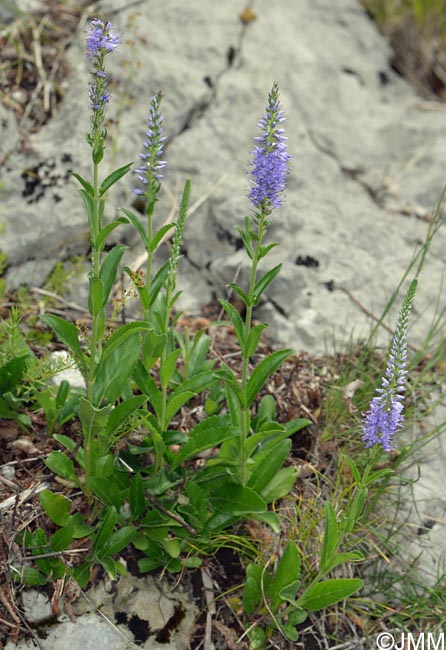 Veronica spicata