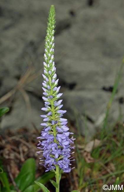 Veronica spicata