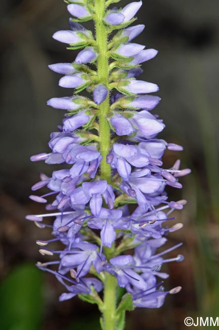 Veronica spicata