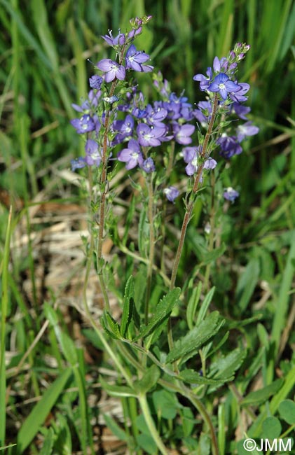 Veronica teucrium