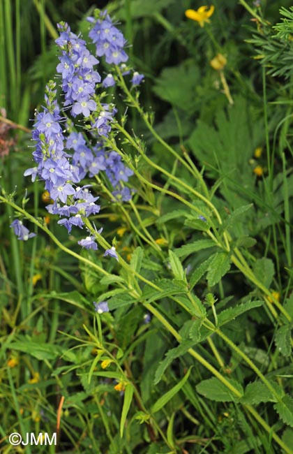 Veronica teucrium