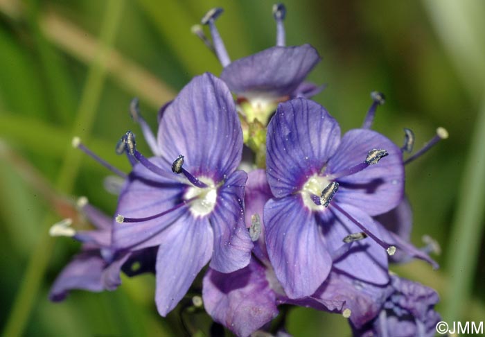 Veronica teucrium