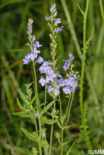 Veronica teucrium