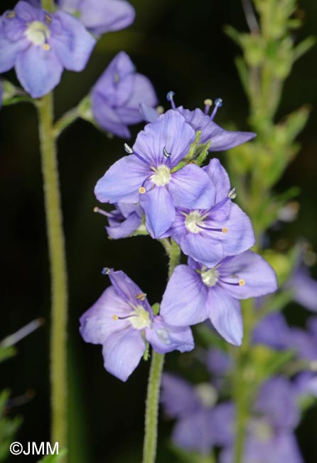 Veronica teucrium