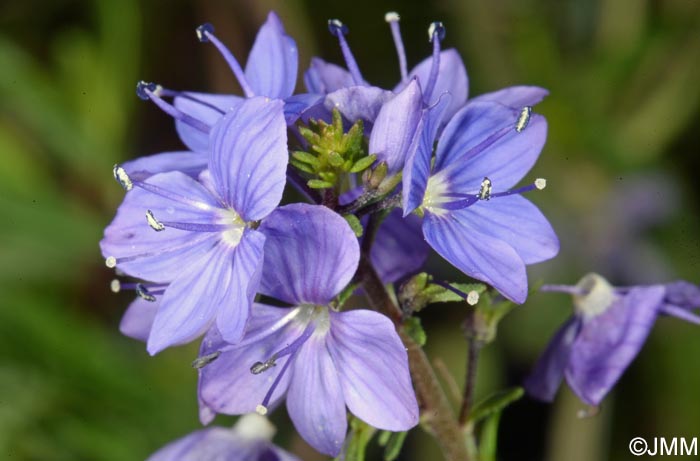 Veronica teucrium