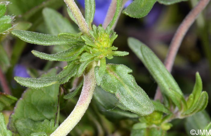 Veronica teucrium