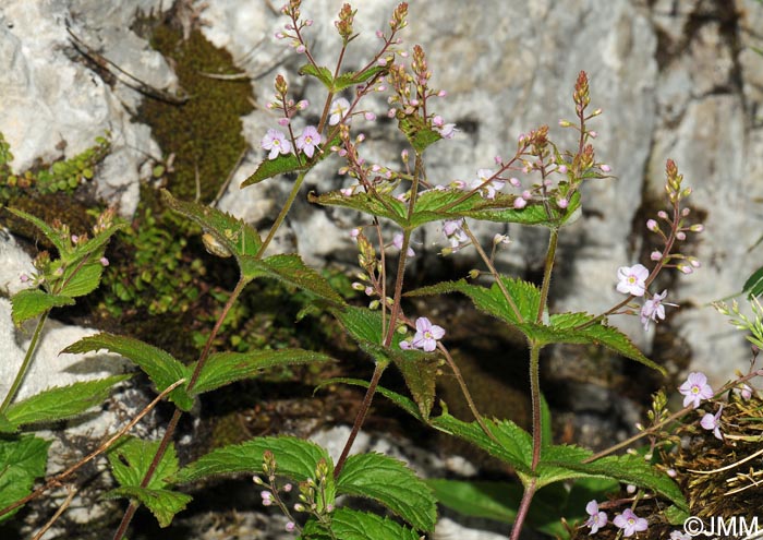 Veronica urticifolia