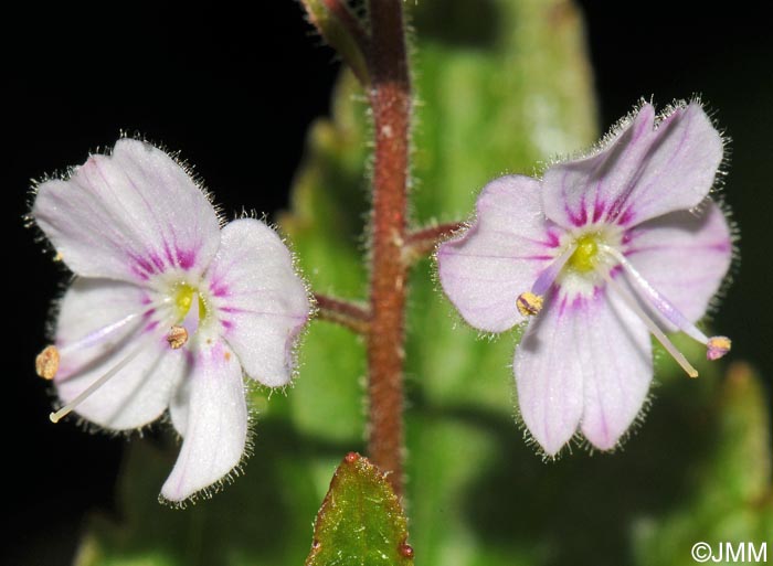 Veronica urticifolia