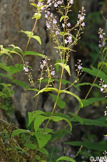 Veronica urticifolia