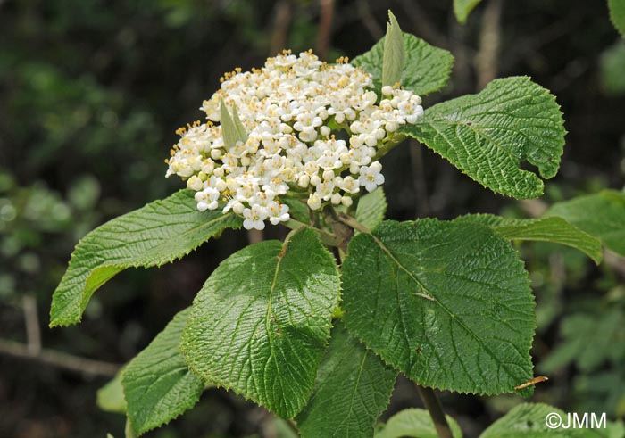 Viburnum lantana