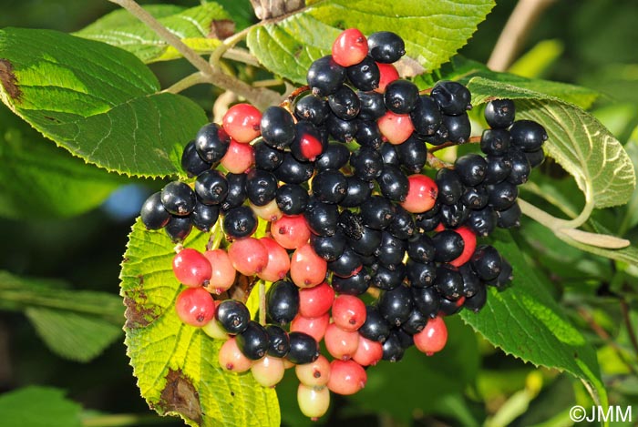 Viburnum lantana