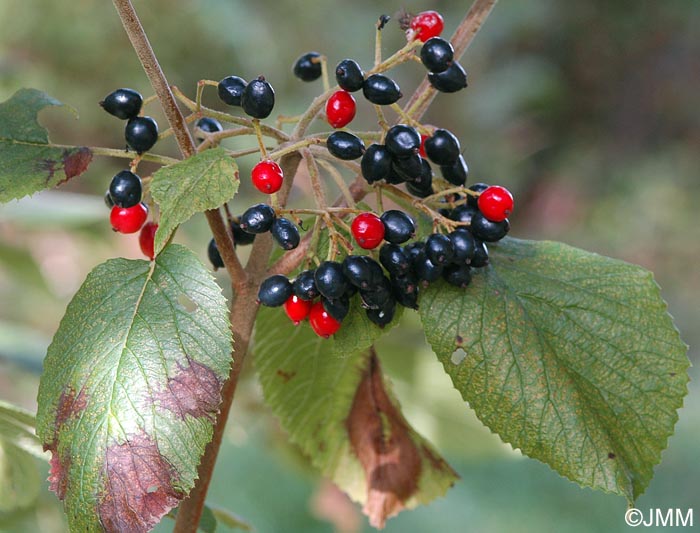 Viburnum lantana