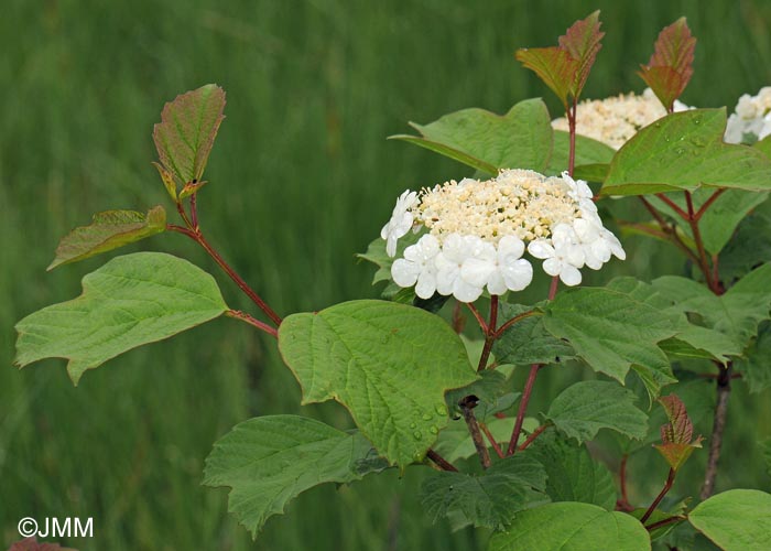 Viburnum opulus