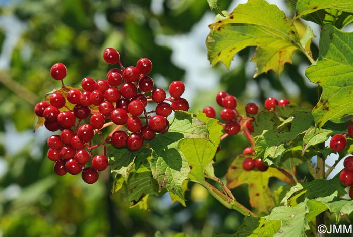 Viburnum opulus