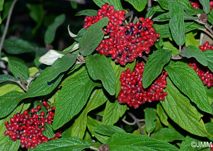 Viburnum rhytidophyllum