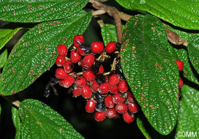 Viburnum rhytidophyllum