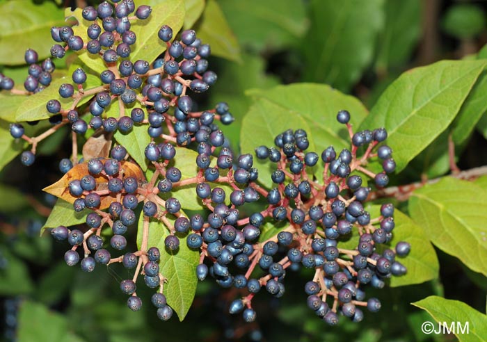 Viburnum tinus