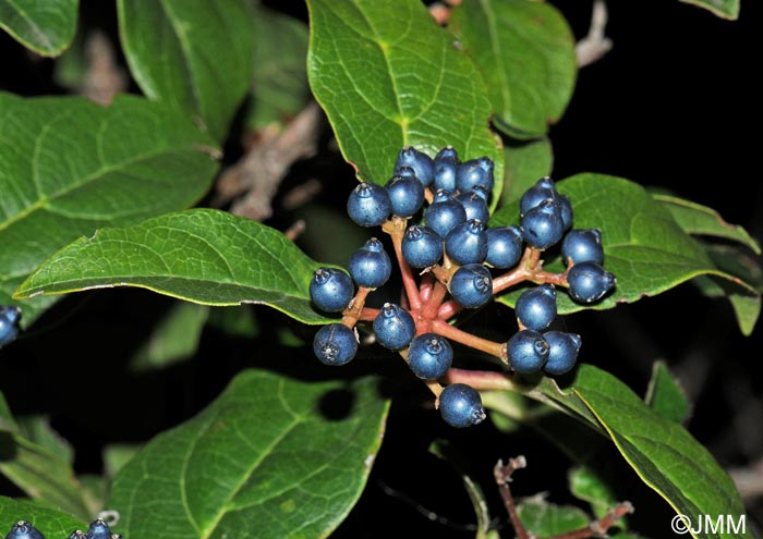 Viburnum tinus