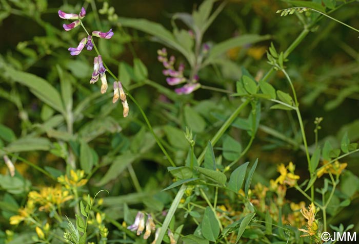 Vicia dumetorum