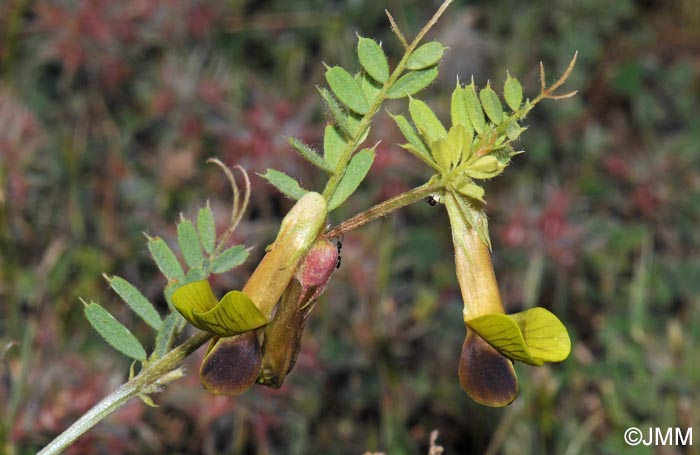 Vicia melanops