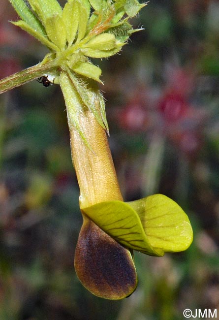 Vicia melanops