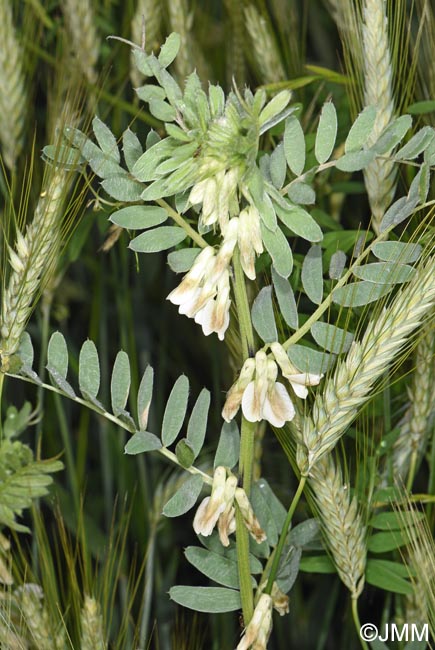 Vicia pannonica