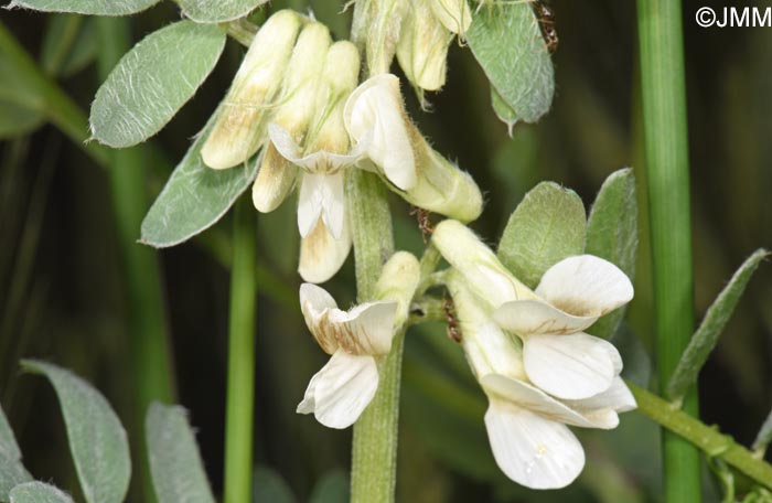 Vicia pannonica