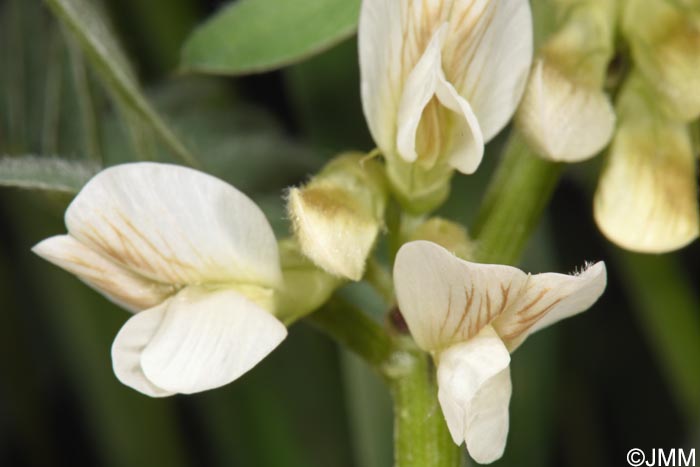 Vicia pannonica