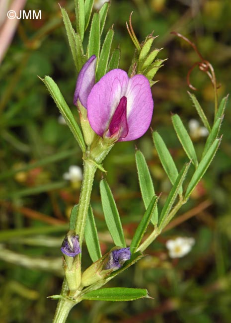 Vicia sativa