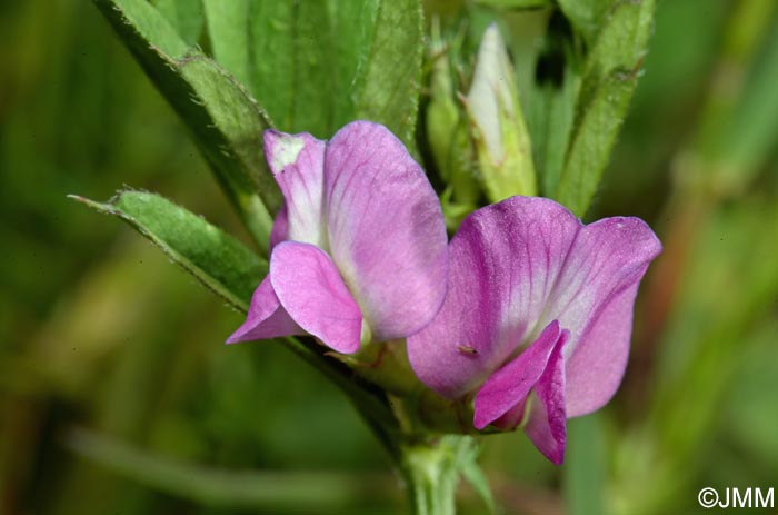 Vicia segetalis = Vicia sativa subsp. segetalis