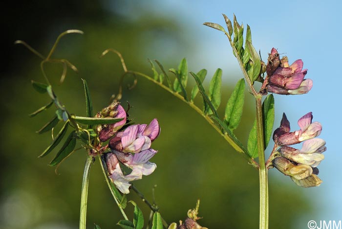 Vicia sepium