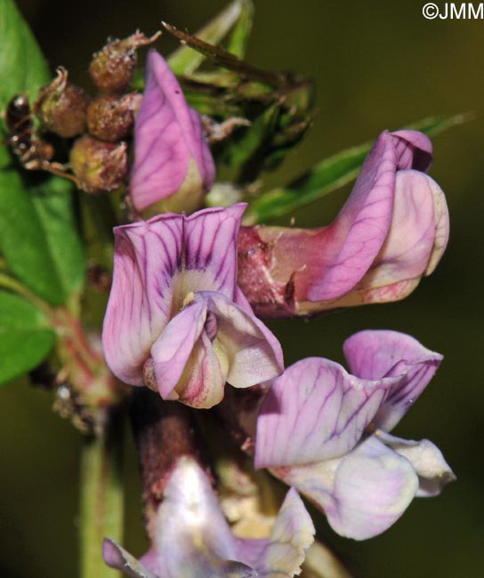 Vicia sepium