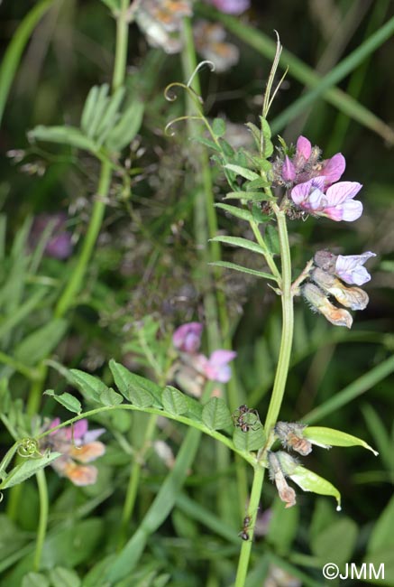 Vicia sepium