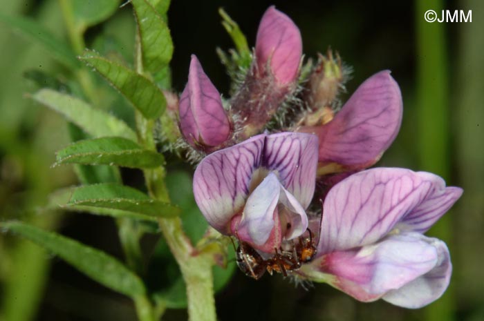Vicia sepium