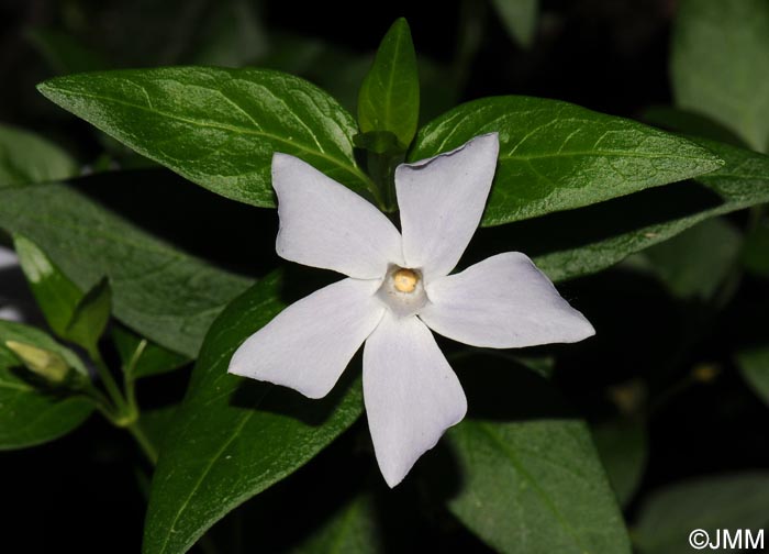 Vinca difformis = Vinca difformis subsp. difformis